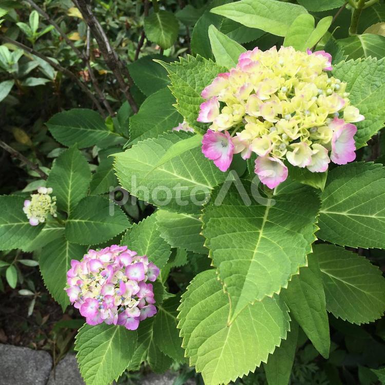 アジサイの親子 花,自然,葉の写真素材