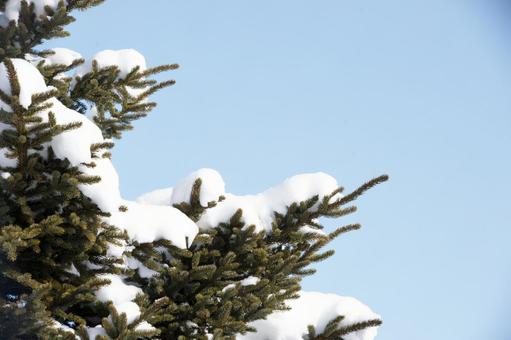 雪の積もった枝 雪の積もった枝の写真