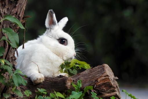 ペットのうさぎ うさぎ,ペット,干支の写真素材