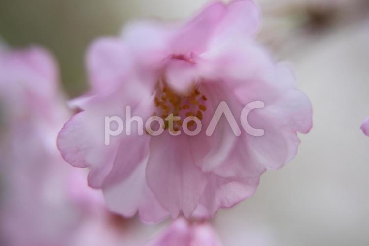 しだれ桜 桜,しだれ桜,枝垂桜の写真素材