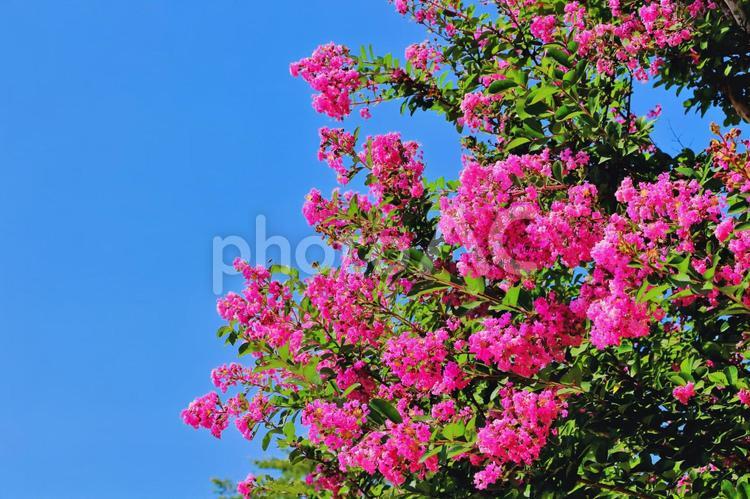 快晴の青空とピンクの百日紅の花 花,百日紅,満開の写真素材