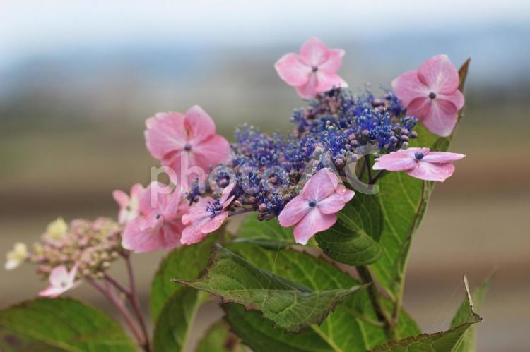 紫陽花のある風景 綺麗,緑,旅行の写真素材
