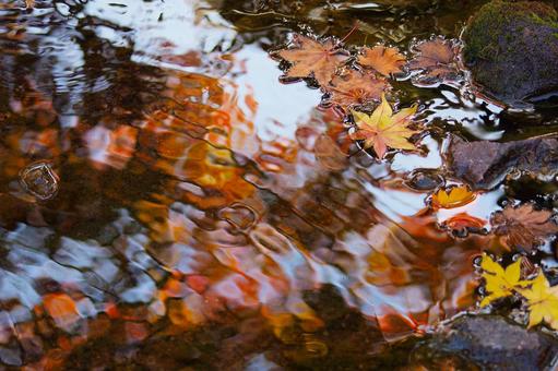 紅葉色の水面 紅葉色の水面の写真