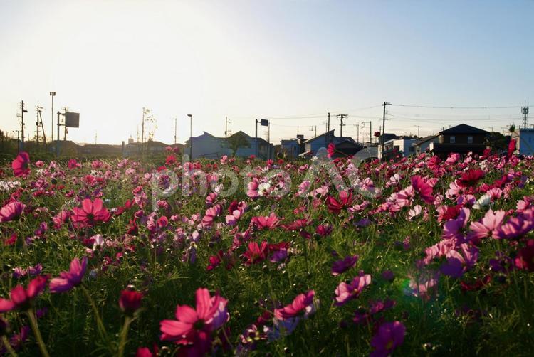 夕暮れのコスモス畑 はな,ハナ,フラワーの写真素材