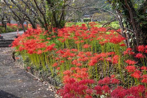 山口県　鰐鳴八幡宮の彼岸花 山口県,山口,彼岸花の写真素材