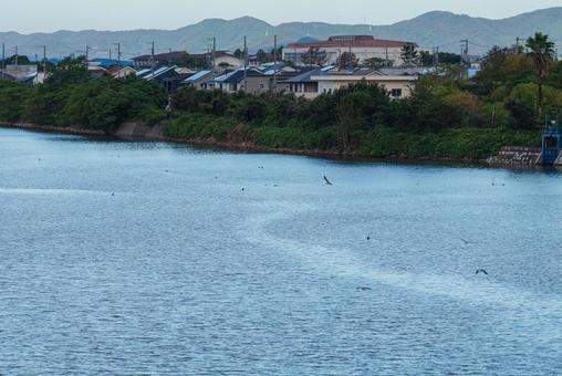 早朝の水鳥達の集う新川の風景 早朝の水鳥達の集う新川の風景 新川,河川,川面の写真素材