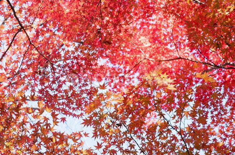 紅葉　６　(色鮮やかなもみじ) うつくしい,きれい,カラフルの写真素材
