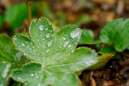 緑の葉⑷ 植物,葉,水滴の写真素材