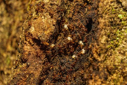 巣を移動するため卵や幼虫を運ぶアミメアリ 巣を移動するため卵や幼虫を運ぶアミメアリの写真