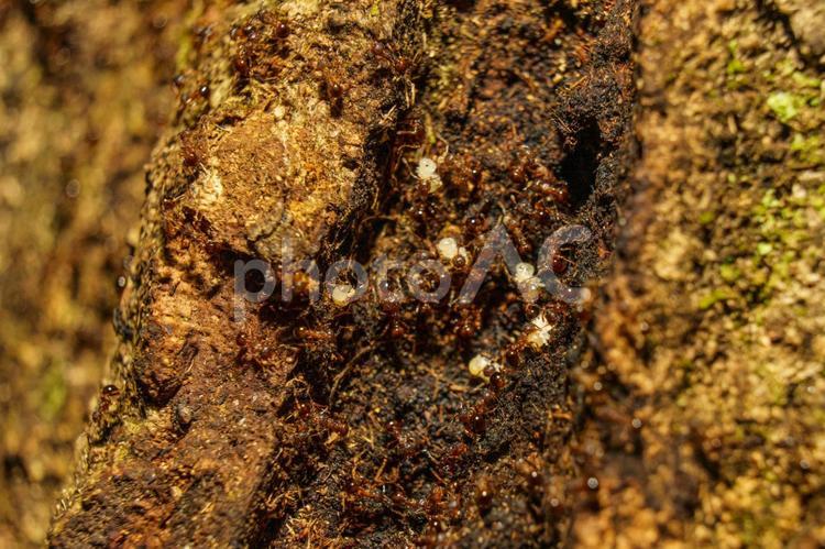 巣を移動するため卵や幼虫を運ぶアミメアリ 赤蟻,蟻,昆虫の写真素材