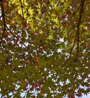 公園の紅葉 公園の紅葉の写真