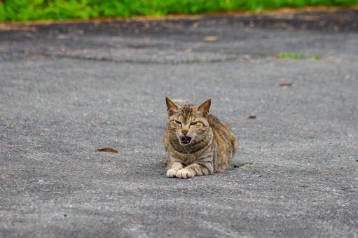 猫(125) 猫(125)の写真