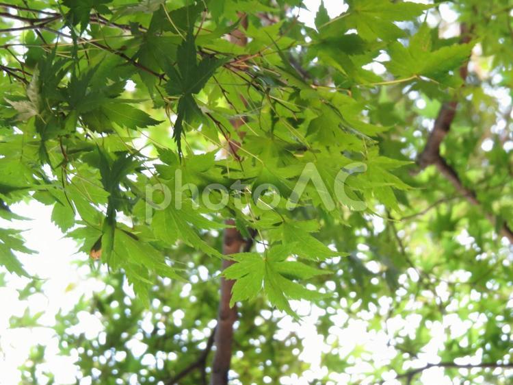 夏のカエデ（３） 楓,カエデ,もみじの写真素材