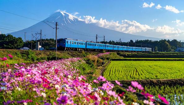 コスモス畑の中を走るブルートレインの旅の写真