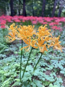黄色いヒガンバナ(彼岸花) 黄色いヒガンバナ(彼岸花)の写真