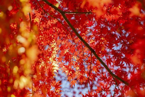 秋の紅葉 紅葉,秋,背景の写真素材