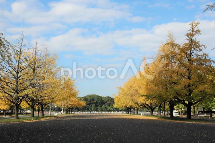 銀杏並木 銀杏,紅葉,イチョウの写真素材