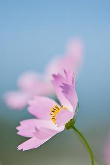 コスモスの写真