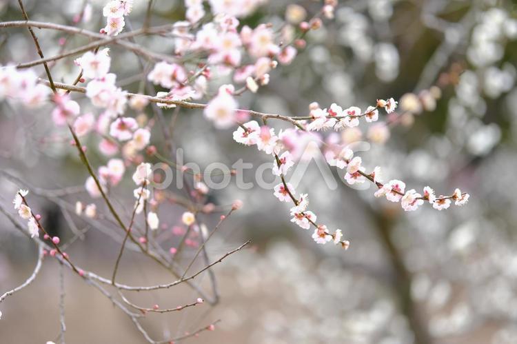 梅の花の風景 梅の花,梅,バラ科の写真素材