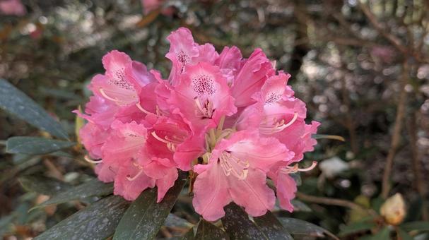 ピンクのシャクナゲの花 シャクナゲ,花,ピンクの写真素材