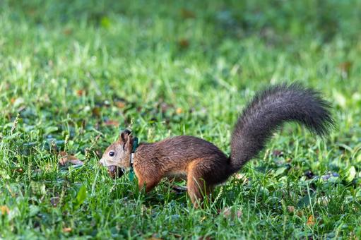 左向きでクルミを加えているエゾリス 緑ヶ丘公園,グリーンパーク,公園の写真素材
