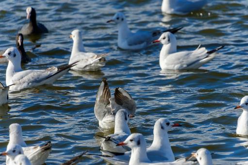 冬の池に群れるユリカモメたち 冬の池に群れるユリカモメたち ユリカモメ,カモメ,鳥の写真素材