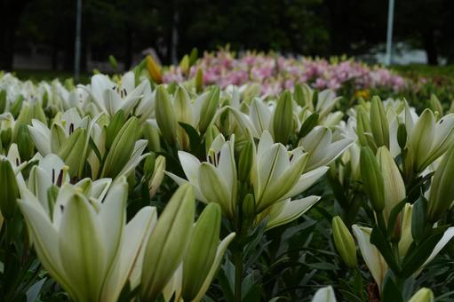 Photo, yurien, chikusa park, flower bed, 