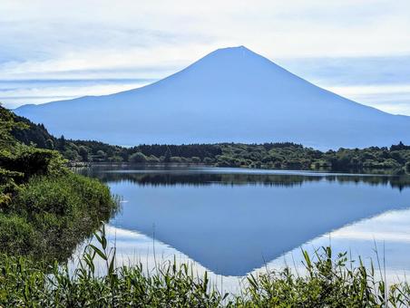 初夏の田貫湖の朝 初夏の田貫湖の朝 富士山,湖,自然の写真素材