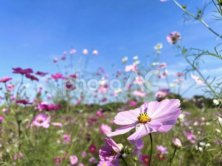 コスモス(秋桜)と秋の青空 コスモス,秋桜,秋空の写真素材