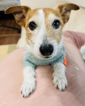 ジャックラッセルテリアの写真