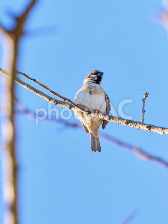 青空背景枝にとまる見下した表情の一羽の雀 雀,スズメ,鳥の写真素材