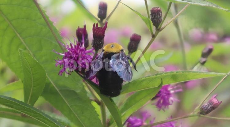 仲良し 生き物,花,フラワーの写真素材