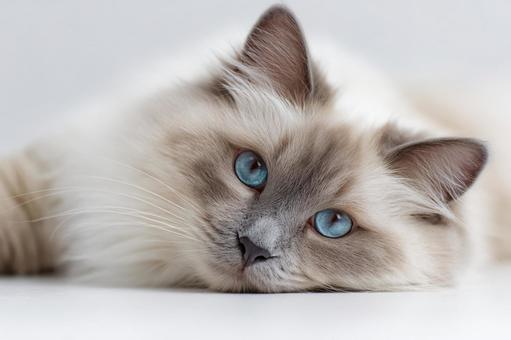 癒やしの存在：穏やかな表情の猫の写真