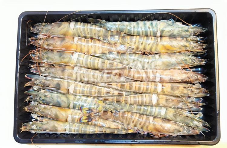 クルマエビがぎっしり詰まったケース クルマエビ,エビ,食べ物の写真素材