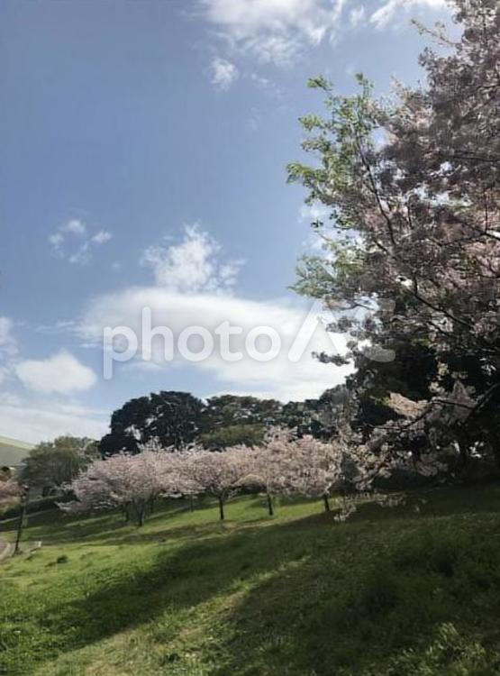 桜のある風景 桜,春,新緑の写真素材