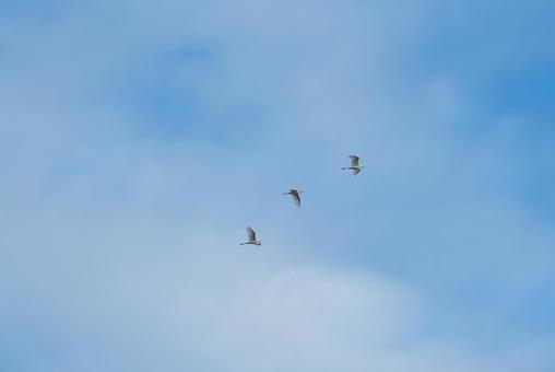A flock of great egrets gracefully flying in the sky, JPG A flock of great egrets gracefully flying in the sky, JPG