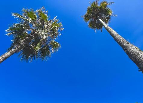 島の空32 木,空,青空の写真素材