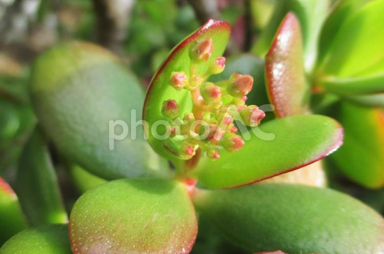 金のなる木の蕾 金のなる木,蕾,植物の写真素材