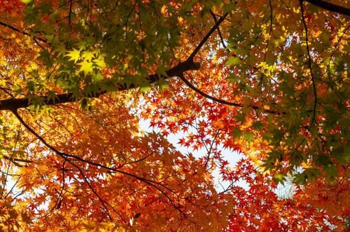 もみじ公園の秋⒂ 秋,紅葉,モミジの写真素材