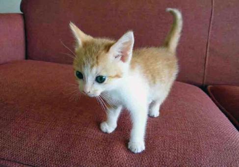 我が家の猫 我が家の猫の写真