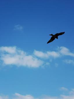 鳥と空 鳥と空 空,風景,景色の写真素材