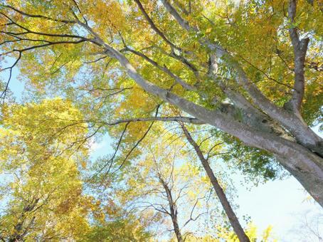 ケヤキとユリノキの紅葉を見上げる ユリノキ,ケヤキ,欅の写真素材