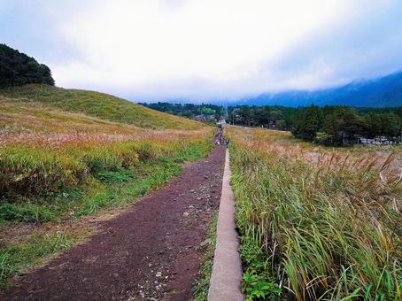 仙石原 仙石原 箱根,観光,仙石原すすき草原の写真素材
