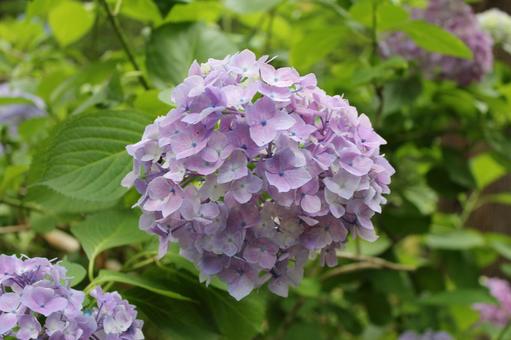 Hydrangea 32, JPG Hydrangea 32, JPG