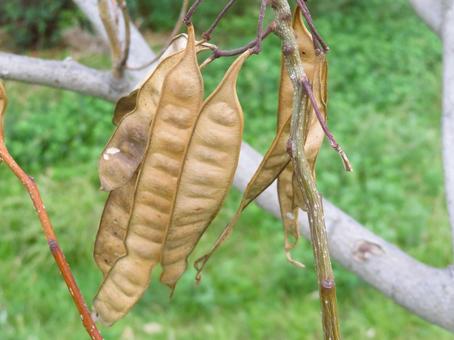 ネムノキの果実（豆果） ネムノキ,果実,豆果の写真素材