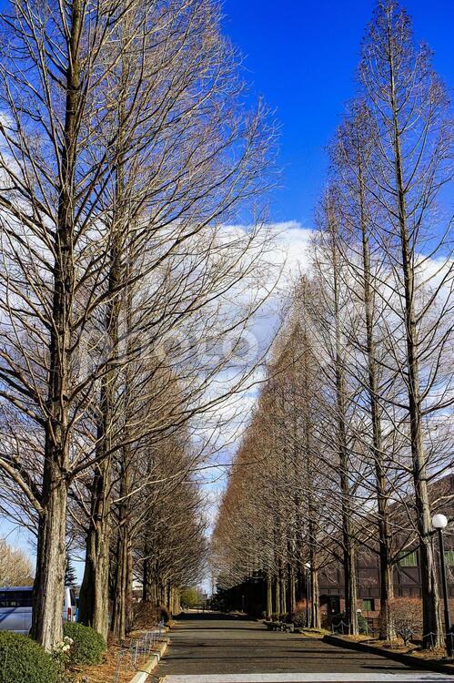 晩秋のメタセコイア メタセコイア,あけぼのスギ,落葉高木の写真素材