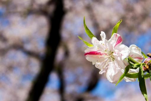 桜 #2 桜 #2の写真