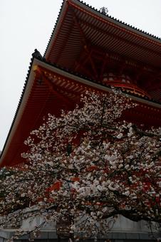 Photo, koyasan, gamma blue, great tower, 