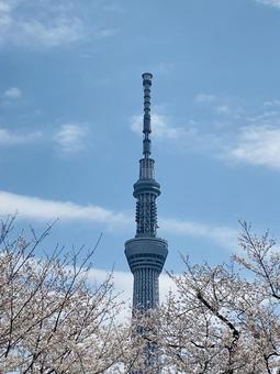 桜とスカイツリー 桜とスカイツリーの写真
