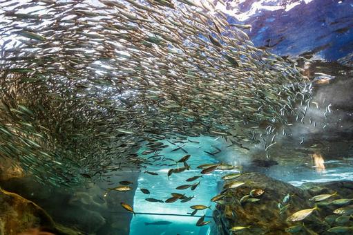 イワシの大水槽 イワシの大水槽 カタクチイワシ,海響館,マイワシの写真素材
